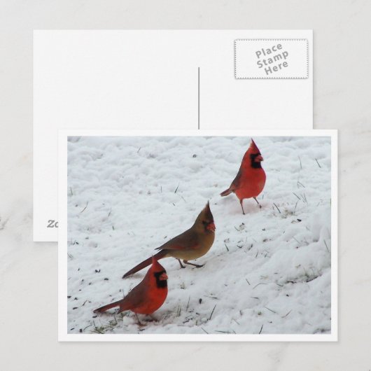 Trio der Kardinal Postkarte (Vorne/Hinten)