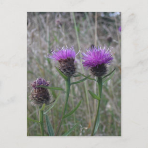 Trio der lila Dicken Postkarte
