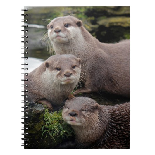 Trio der Otter Notizblock (Vorderseite)
