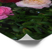 Trio der Rose Poster (Ecke)