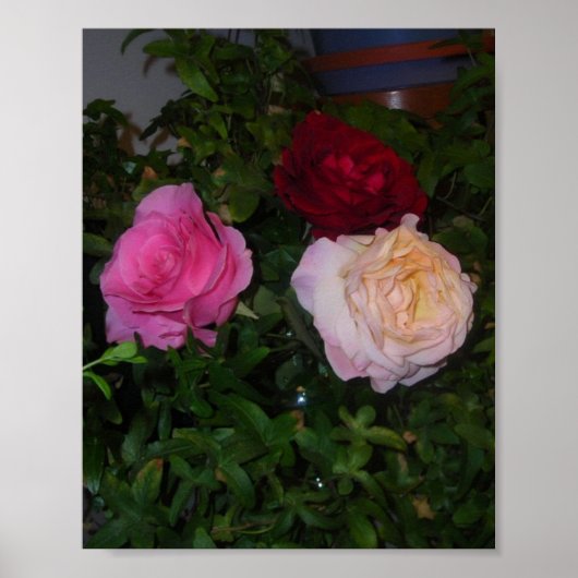 Trio der Rose Poster (Vorne)