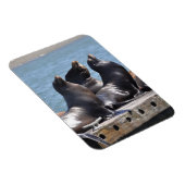 Trio der Seelöwen Basking in der Sonne Magnet (Rechte Seite)