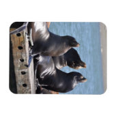 Trio der Seelöwen Basking in der Sonne Magnet (Horizontal)