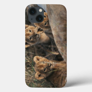 Trio des alten Löwejungssechswochenc$sitzens Case-Mate iPhone Hülle