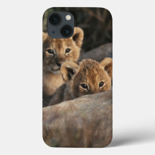 Trio des alten Löwejungssechswochenc$sitzens iPhone 13 Hülle