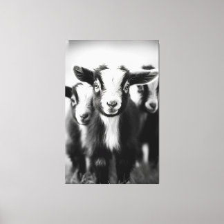 Trio des monochromen Portraits von Babyziegen Leinwanddruck
