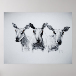 Trio des Schaf-Druckes Poster