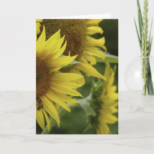 Trio-Grußkarte für Sonnenblumen Karte (Vorderseite)