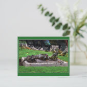 Trio in Iguana Park, Guayaquil, Ecuador Postkarte (Stehend Vorderseite)