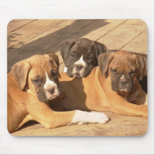 Trio of boxer Welpen mousepad