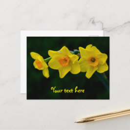 Trio of Daffodils Postkarte