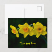 Trio of Daffodils Postkarte (Vorne/Hinten)