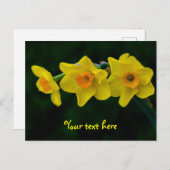 Trio of Daffodils Postkarte (Vorne/Hinten)