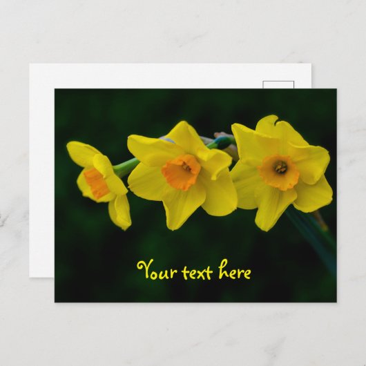 Trio of Daffodils Postkarte (Vorne/Hinten)
