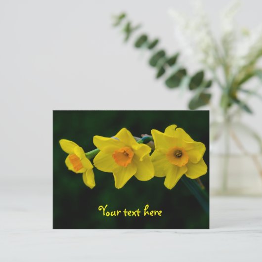 Trio of Daffodils Postkarte (Stehend Vorderseite)