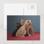 Trio of kittens postkarte (Vorne/Hinten)
