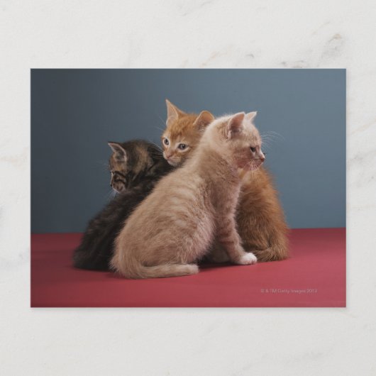 Trio of kittens postkarte (Vorderseite)