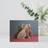 Trio of kittens postkarte (Stehend Vorderseite)