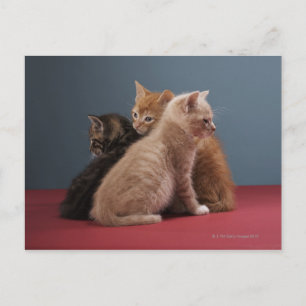 Trio of kittens postkarte
