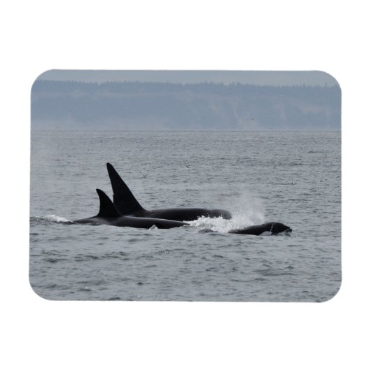 Trio of Orca Whales Magnet (Horizontal)