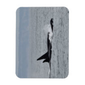 Trio of Orca Whales Magnet (Vertikal)
