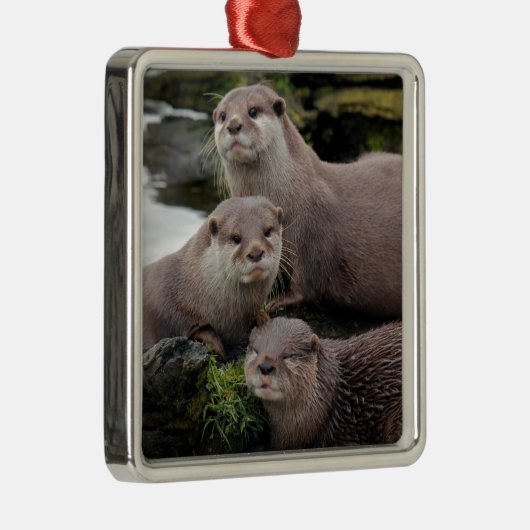 Trio of Otters Silbernes Ornament (Rechts)