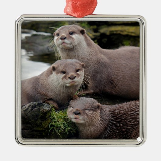 Trio of Otters Silbernes Ornament (Vorne)