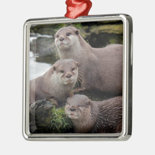 Trio of Otters Silbernes Ornament (Links)