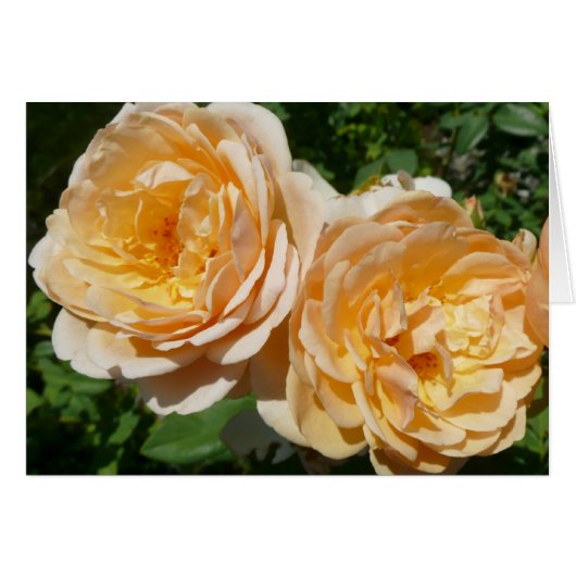 Trio of Peach Rose Floral (Vorderseite (Horizontal))
