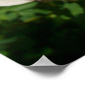 Trio of Peach Rose Floral Poster (Ecke)