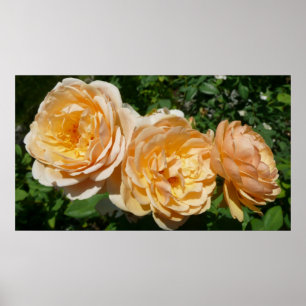 Trio of Peach Rose Floral Poster