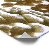 Trio of Schwanz Spot Blennies Poster (Ecke)