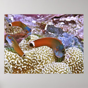 Trio of Schwanz Spot Blennies Poster