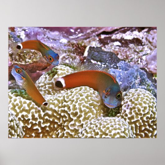 Trio of Schwanz Spot Blennies Poster (Vorne)