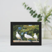 Trio of Seagulls Postcard Postkarte (Stehend Vorderseite)