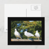 Trio of Seagulls Postcard Postkarte (Vorne/Hinten)