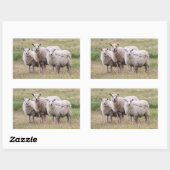 Trio of Sheep in Island Rechteckiger Aufkleber (Blatt)