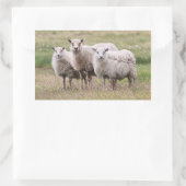 Trio of Sheep in Island Rechteckiger Aufkleber (Tasche)