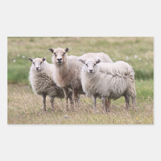 Trio of Sheep in Island Rechteckiger Aufkleber (Vorderseite)