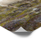 Trio of Sheep, Island Poster (Ecke)