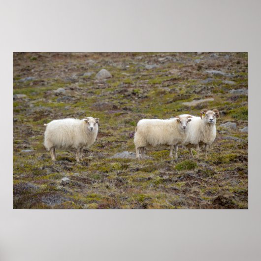 Trio of Sheep, Island Poster (Vorne)