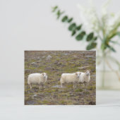 Trio of Sheep, Island Postkarte (Stehend Vorderseite)