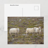 Trio of Sheep, Island Postkarte (Vorne/Hinten)