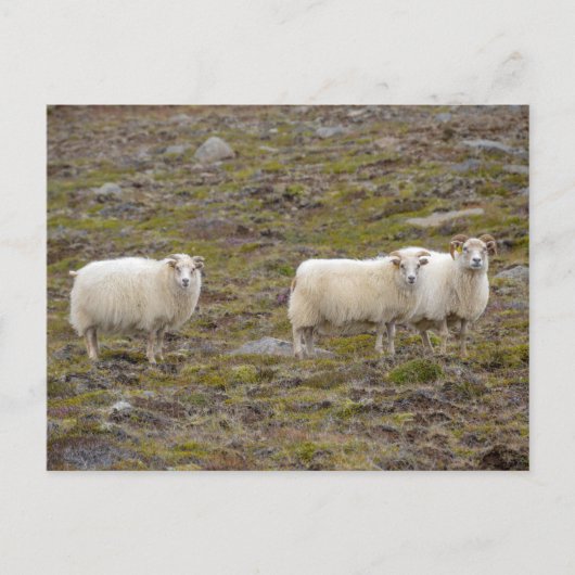 Trio of Sheep, Island Postkarte (Vorderseite)