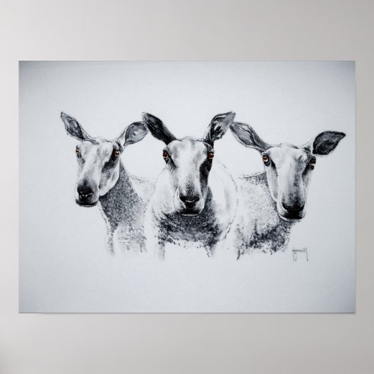 Trio of Sheep Print Poster (Vorne)