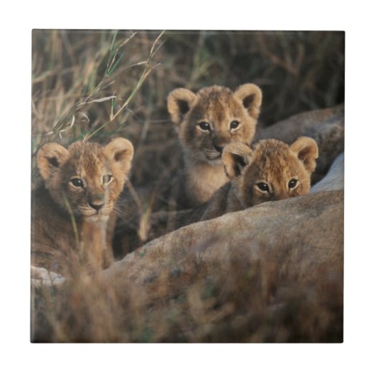 Trio of Six Week old Lion cubs sitting Fliese (Vorderseite)