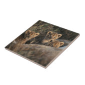 Trio of Six Week old Lion cubs sitting Fliese (Seite)