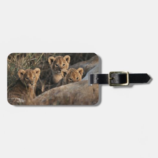 Trio of Six Week old Lion cubs sitting Gepäckanhänger (Vorderseite horizontal)