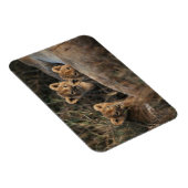 Trio of Six Week old Lion cubs sitting Magnet (Rechte Seite)
