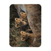 Trio of Six Week old Lion cubs sitting Magnet (Vertikal)